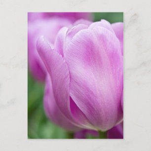 Nahaufnahme einer Tulpe Postkarte
