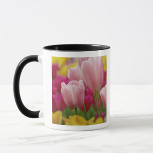 Nahaufnahme einer Tulpenblüte, Kuekenhof-Gärten, Tasse