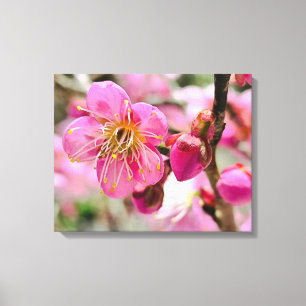 Nahaufnahme einer Ume-Blüte Leinwanddruck