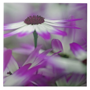 Nahaufnahme einer violetten Blume, Keukenhof-Garte Fliese