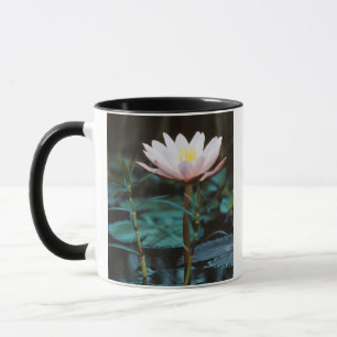 Nahaufnahme einer Wasserlilie am Inle-See Tasse