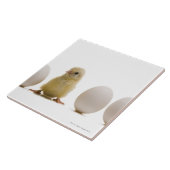 Nahaufnahme eines Babykükens mit drei Eiern Fliese (Seite)