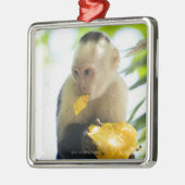 Nahaufnahme eines Capuchinaffen, der eine Frucht Ornament Aus Metall (Links)