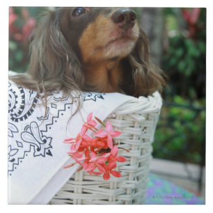 Nahaufnahme eines Dackelhundes, der in einem Korb Fliese