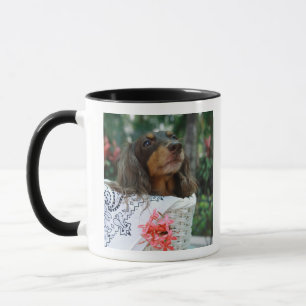 Nahaufnahme eines Dackelhundes, der in einem Korb Tasse