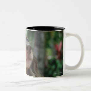 Nahaufnahme eines Dackelhundes, der in einem Korb Zweifarbige Tasse