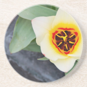 Nahaufnahme eines Frühlings-Tulpen-Fotos Untersetzer