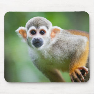 Nahaufnahme eines gemeinen Eichhörnchen-Affen Mousepad