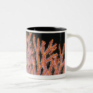 Nahaufnahme eines Gorgonian Seefächers Zweifarbige Tasse