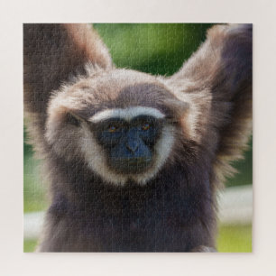 Nahaufnahme eines hängenden Gibbon Puzzle