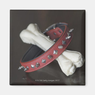 Nahaufnahme eines Haustierkragens und des Magnet