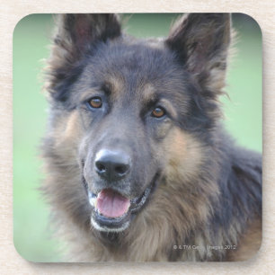 Nahaufnahme eines Hundegesichtes Untersetzer