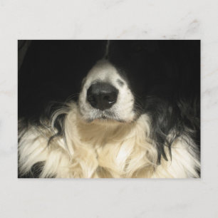 Nahaufnahme eines Hundes Postkarte