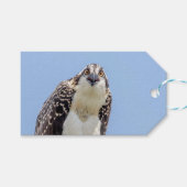 Nahaufnahme eines jugendlichen Osprey Geschenkanhänger (Vorderseite (Horizontal))