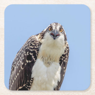 Nahaufnahme eines jugendlichen Osprey Rechteckiger Pappuntersetzer