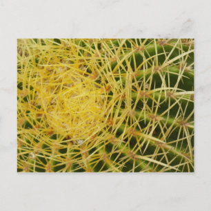 Nahaufnahme eines Kaktus - Abstrakte Naturfotograf Postkarte