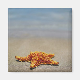 Nahaufnahme eines KissenStarfish Magnet
