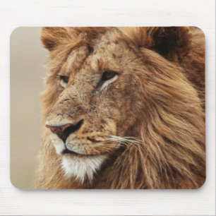 Nahaufnahme eines männlichen Löwen Mousepad