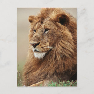 Nahaufnahme eines männlichen Löwen Postkarte