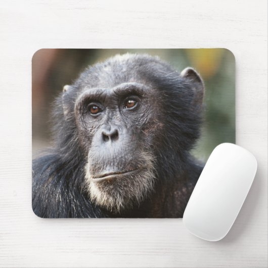 Nahaufnahme eines männlichen Schimpansen Mousepad (Mit Mouse)