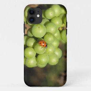 Nahaufnahme eines Marienkäfers auf grünen Pinot No iPhone 11 Hülle