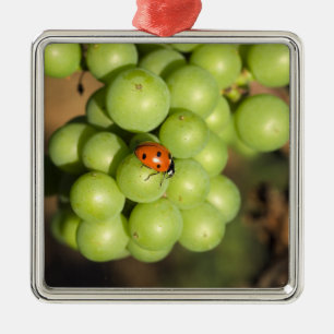 Nahaufnahme eines Marienkäfers auf grünen Pinot No Silbernes Ornament