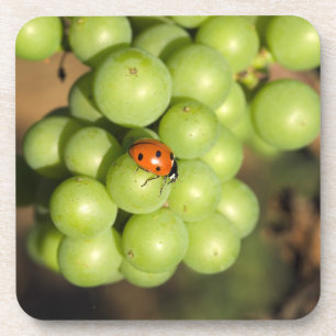 Nahaufnahme eines Marienkäfers auf grünen Pinot-No Untersetzer
