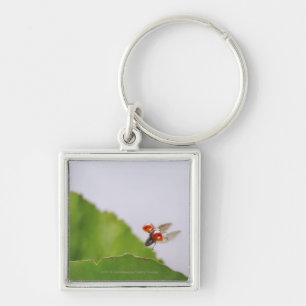 Nahaufnahme eines Marienkäfers, der über ein Bla Schlüsselanhänger