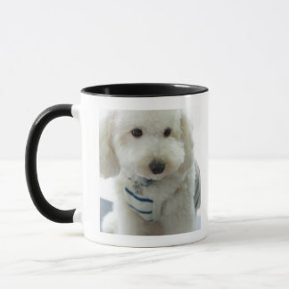 Nahaufnahme eines Miniaturpudels Tasse