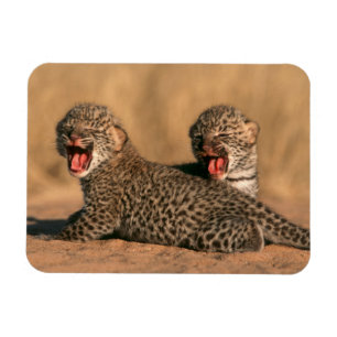 Nahaufnahme eines neugeborenen Leoparden (Panthera Magnet