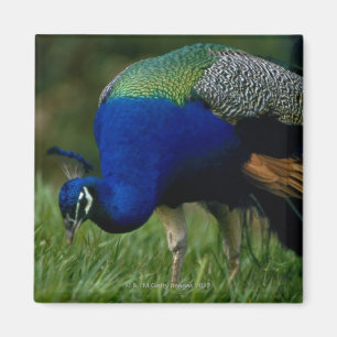 Nahaufnahme eines Pfaus Magnet