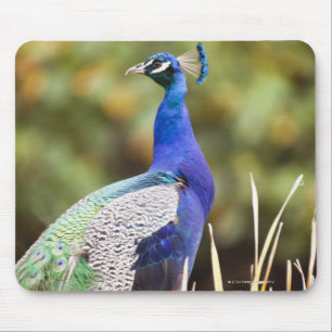 Nahaufnahme eines Pfaus Mousepad