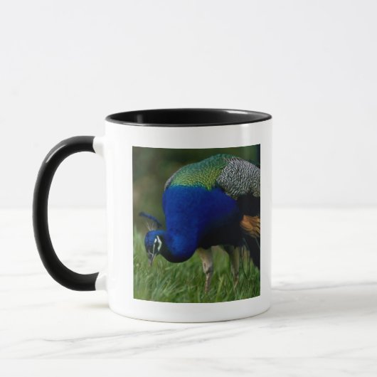 Nahaufnahme eines Pfaus Tasse (Links)