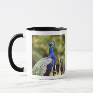 Nahaufnahme eines Pfaus Tasse