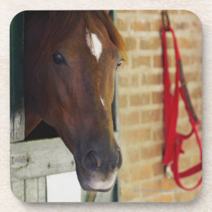 Nahaufnahme eines Pferds 3 Getränkeuntersetzer