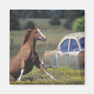 Nahaufnahme eines Pferds, das nahe einem Auto auf Magnet