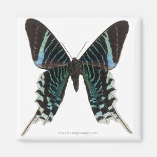 Nahaufnahme eines Schmetterlinges Magnet