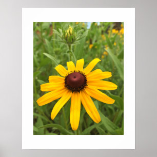 Nahaufnahme-Foto einer Rudbeckia-Blüte und -Knosp Poster