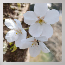 Nahaufnahme-Fotografie von Kirschblüten