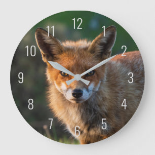 Nahaufnahme-Fotoporträt des Rotfuchsgesichts beim  Große Wanduhr
