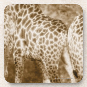 Nahaufnahme Giraffen Kruger Nationalparks Süd Getränkeuntersetzer