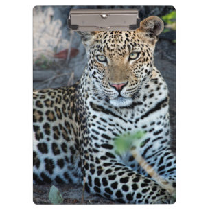 Nahaufnahme Leopardenporträt sitzend Klemmbrett