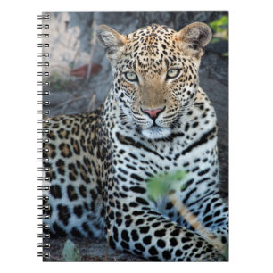 Nahaufnahme Leopardenporträt sitzend Notizblock