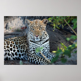 Nahaufnahme Leopardenporträt sitzend Poster