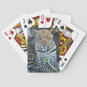 Nahaufnahme Leopardenporträt sitzend Spielkarten