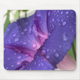 Nahaufnahme Prunkwinde lila Morgentau Mousepad