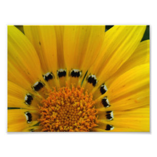 Nahaufnahme-Sonnenblume Fotodruck