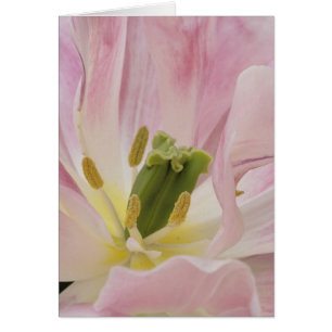 Nahaufnahme Tulpe, Keukenhof-Gärten, Lisse,