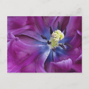 Nahaufnahme Tulpe, Keukenhof-Gärten, Lisse, 2 Postkarte