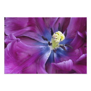 Nahaufnahme Tulpe, Keukenhof-Gärten, Lisse, Fotodruck